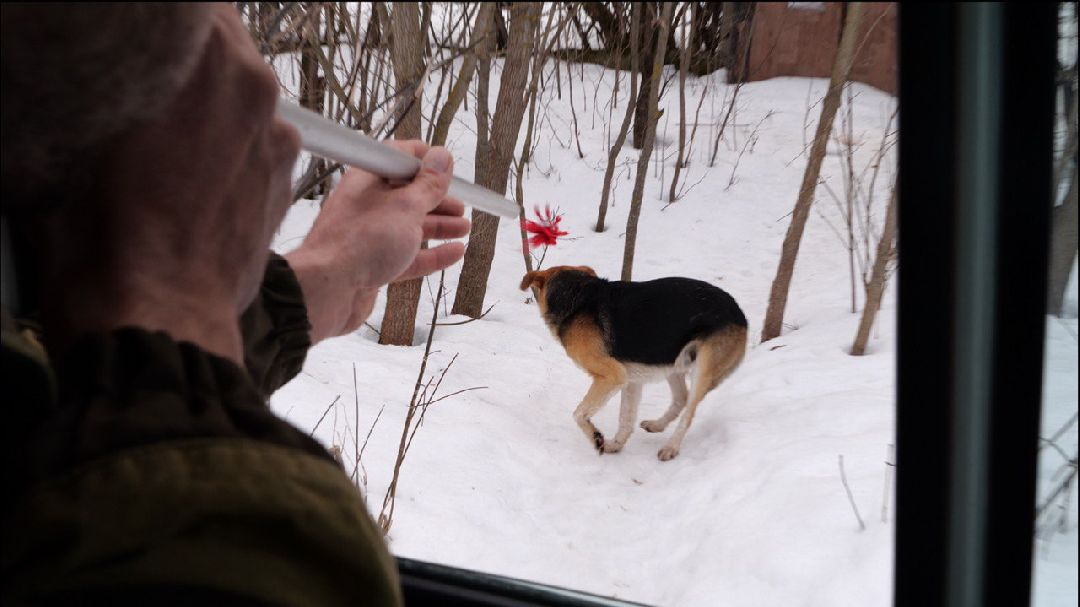 Подмосковье, Домодедово, стерилизация, отлов собак, стерилизация, вакцинация, чипирование,