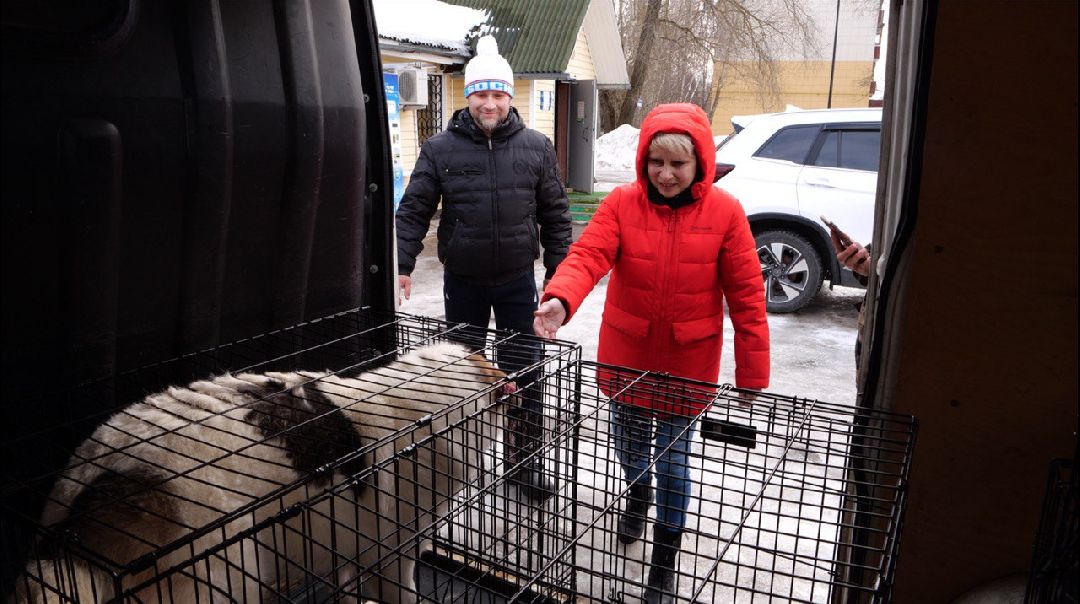 Подмосковье, Домодедово, стерилизация, отлов собак, стерилизация, вакцинация, чипирование,