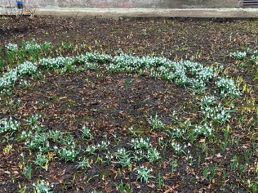 первоцветы, жители, субботник