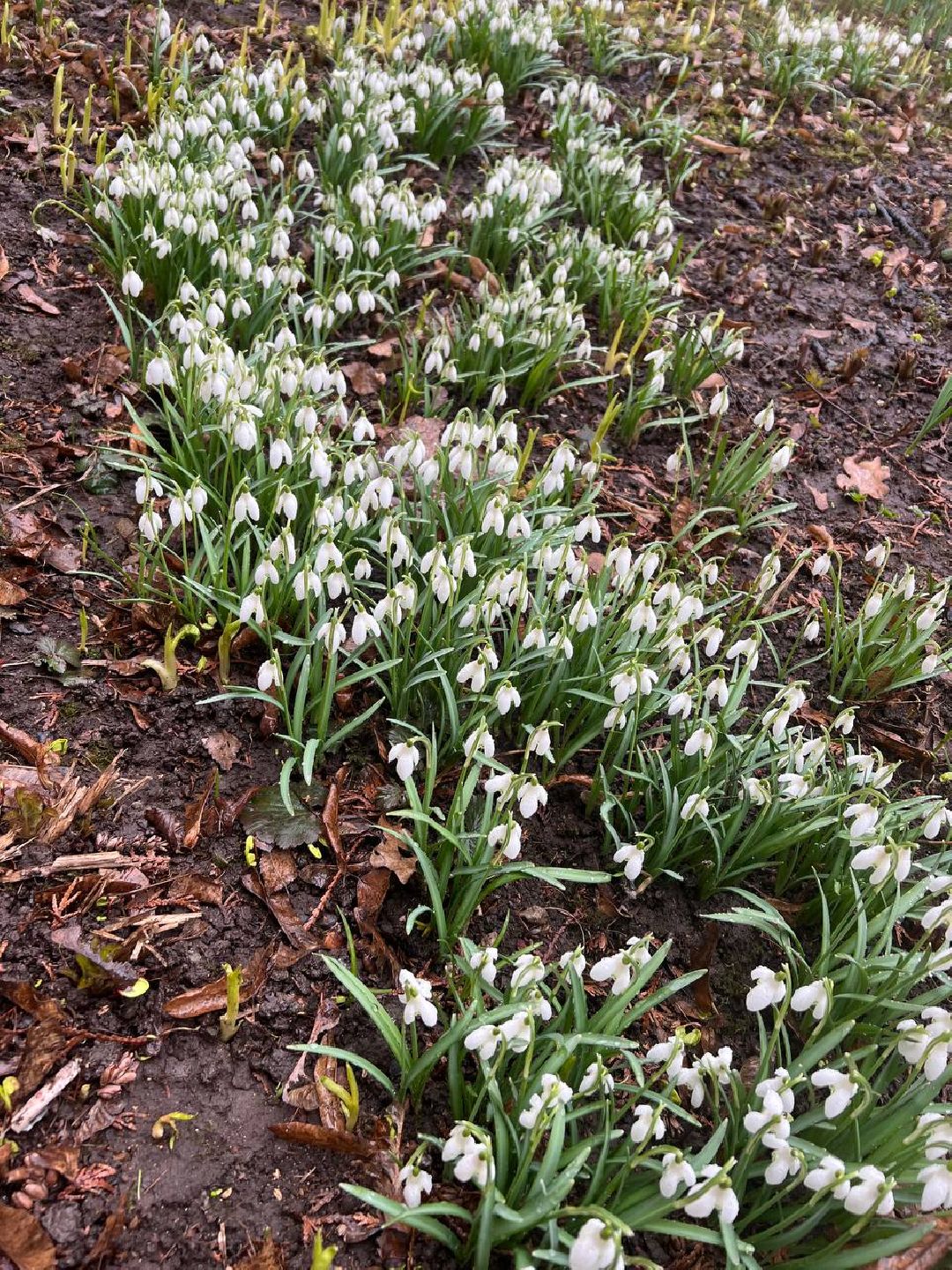 первоцветы, жители, субботник