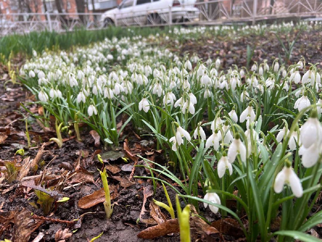 первоцветы, жители, субботник