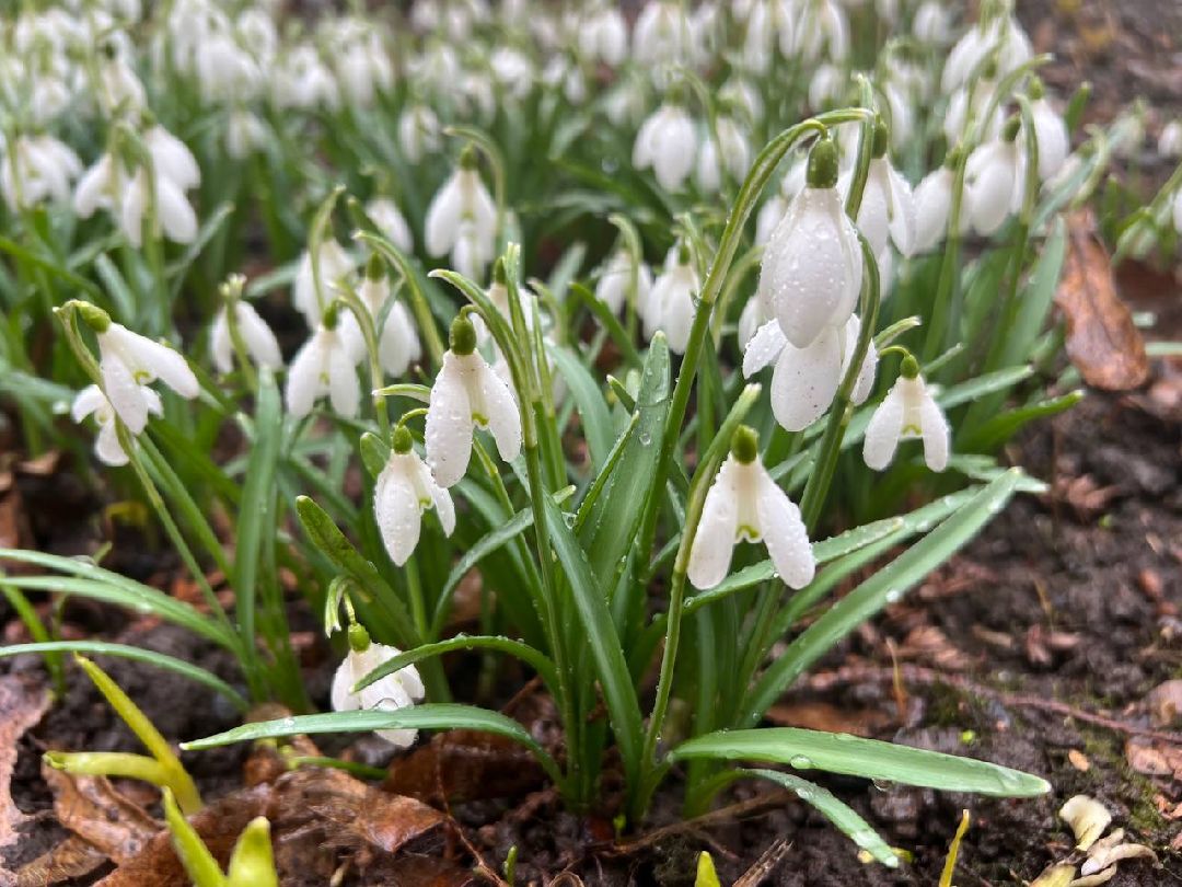 первоцветы, жители, субботник