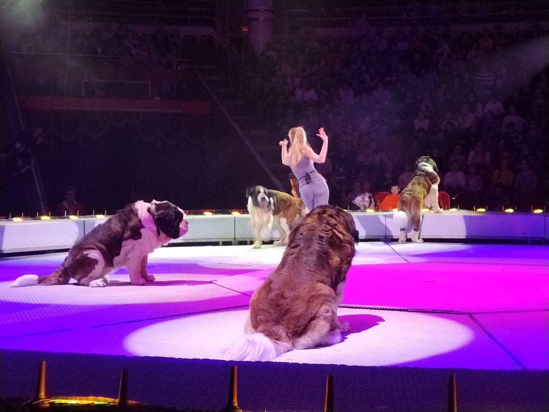 Юрий Никулин, Московский цирк, Мытищи