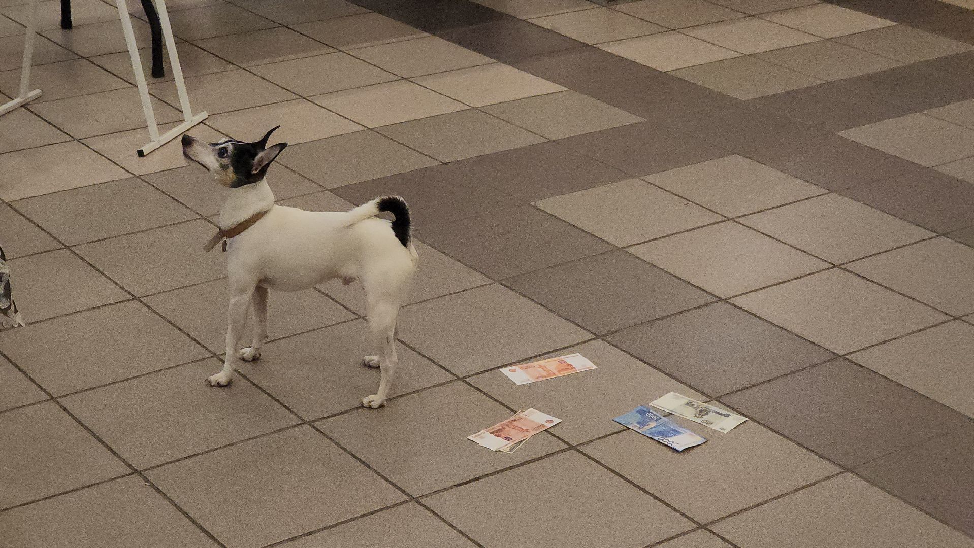 долгопрудный, Доска Почета, День труда Подмосковья, x-легион, Андрей Костромин, владислав юдин, кинологи,