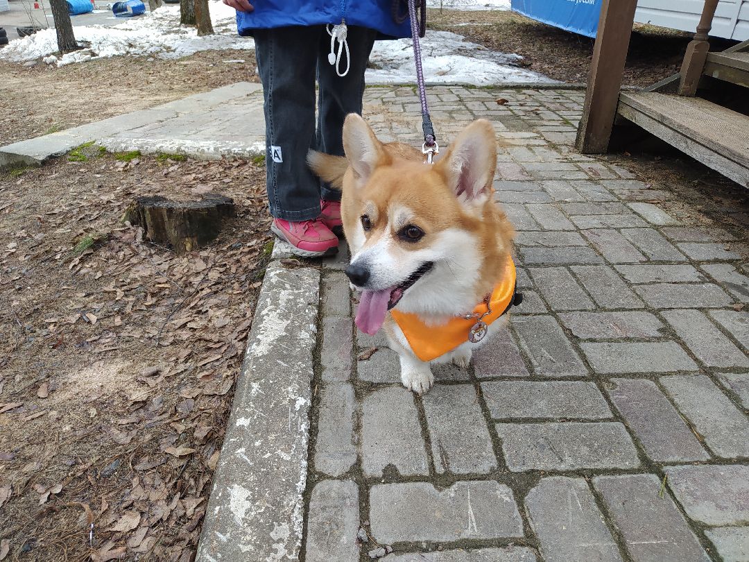 открытый урок, корги, спасатели, Щёлково