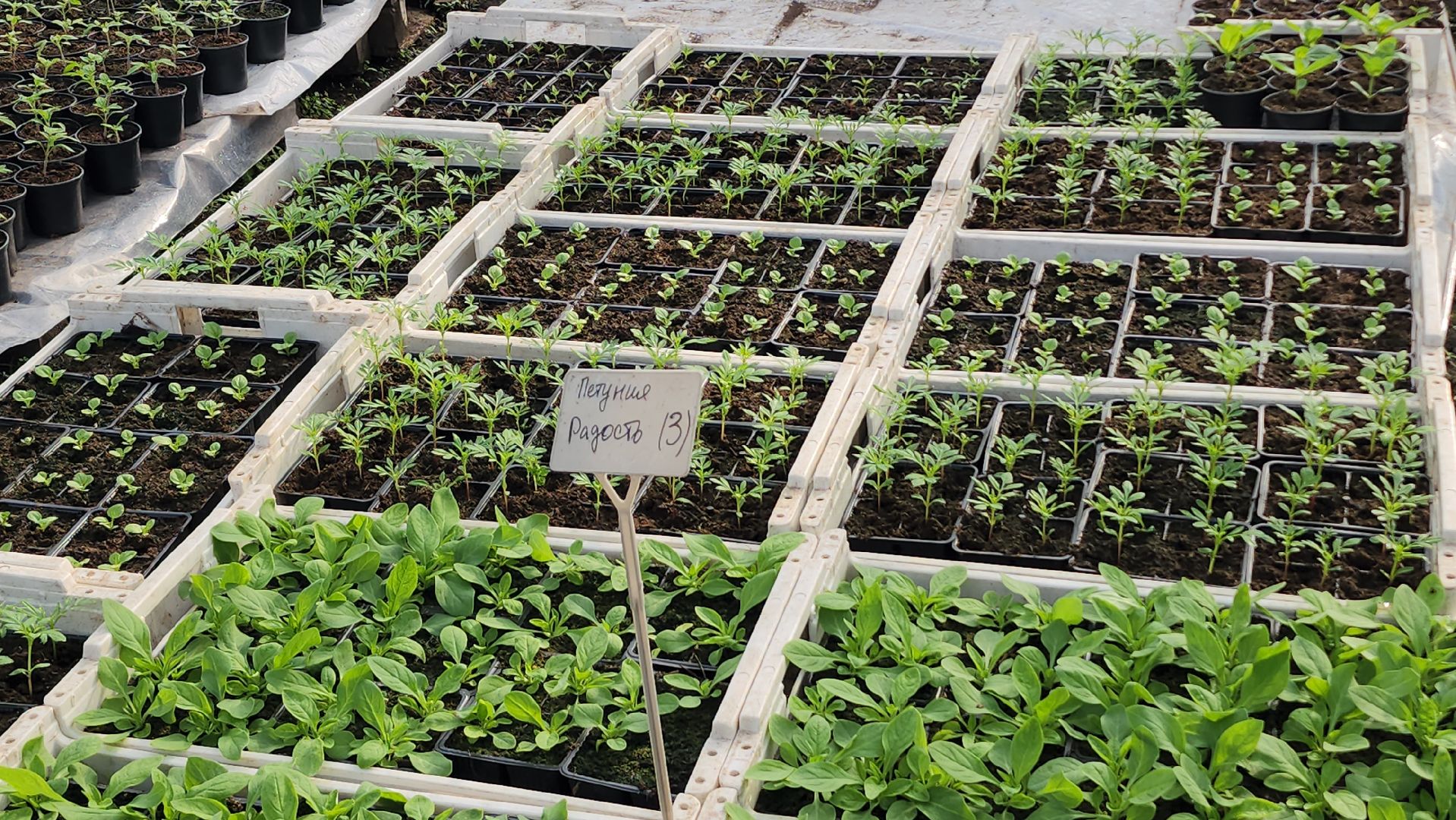 серпухов, ао дашковка, сельское хозяйство, теплицы, рассада,