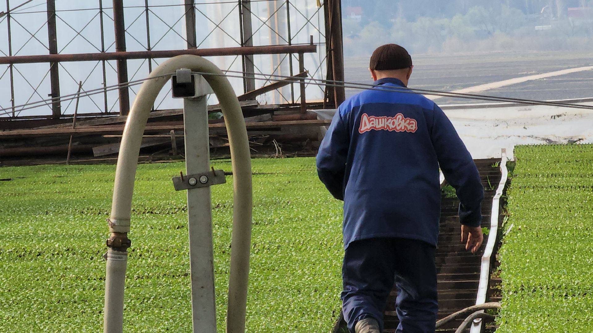 серпухов, ао дашковка, сельское хозяйство, теплицы, рассада,