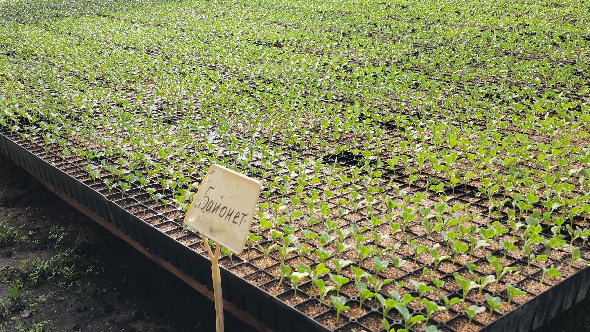 серпухов, ао дашковка, сельское хозяйство, теплицы, рассада,