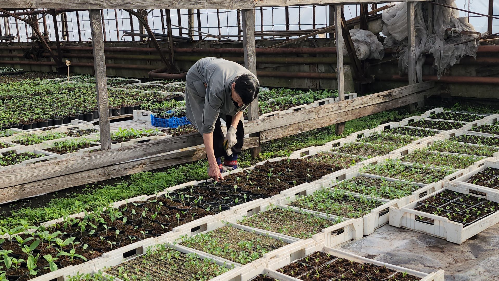 серпухов, ао дашковка, сельское хозяйство, теплицы, рассада,