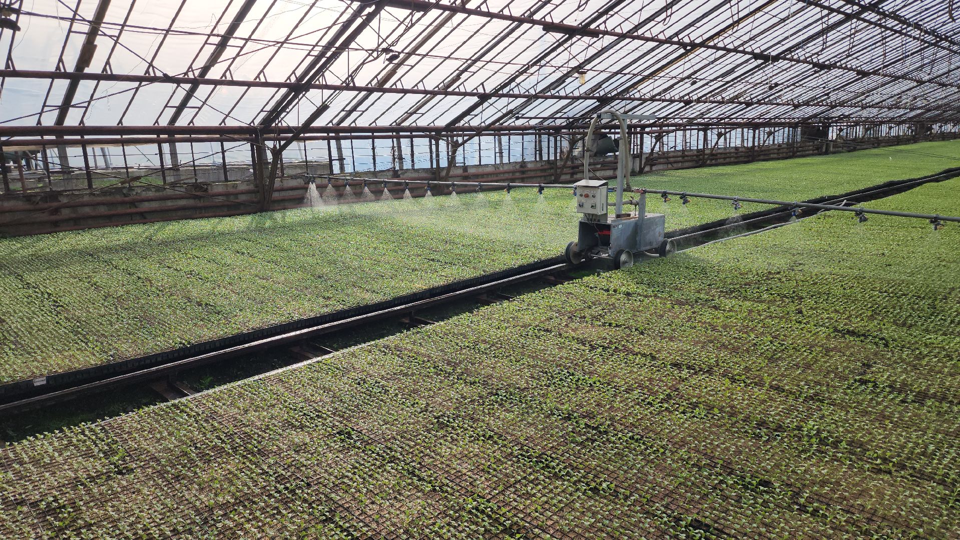 серпухов, ао дашковка, сельское хозяйство, теплицы, рассада,