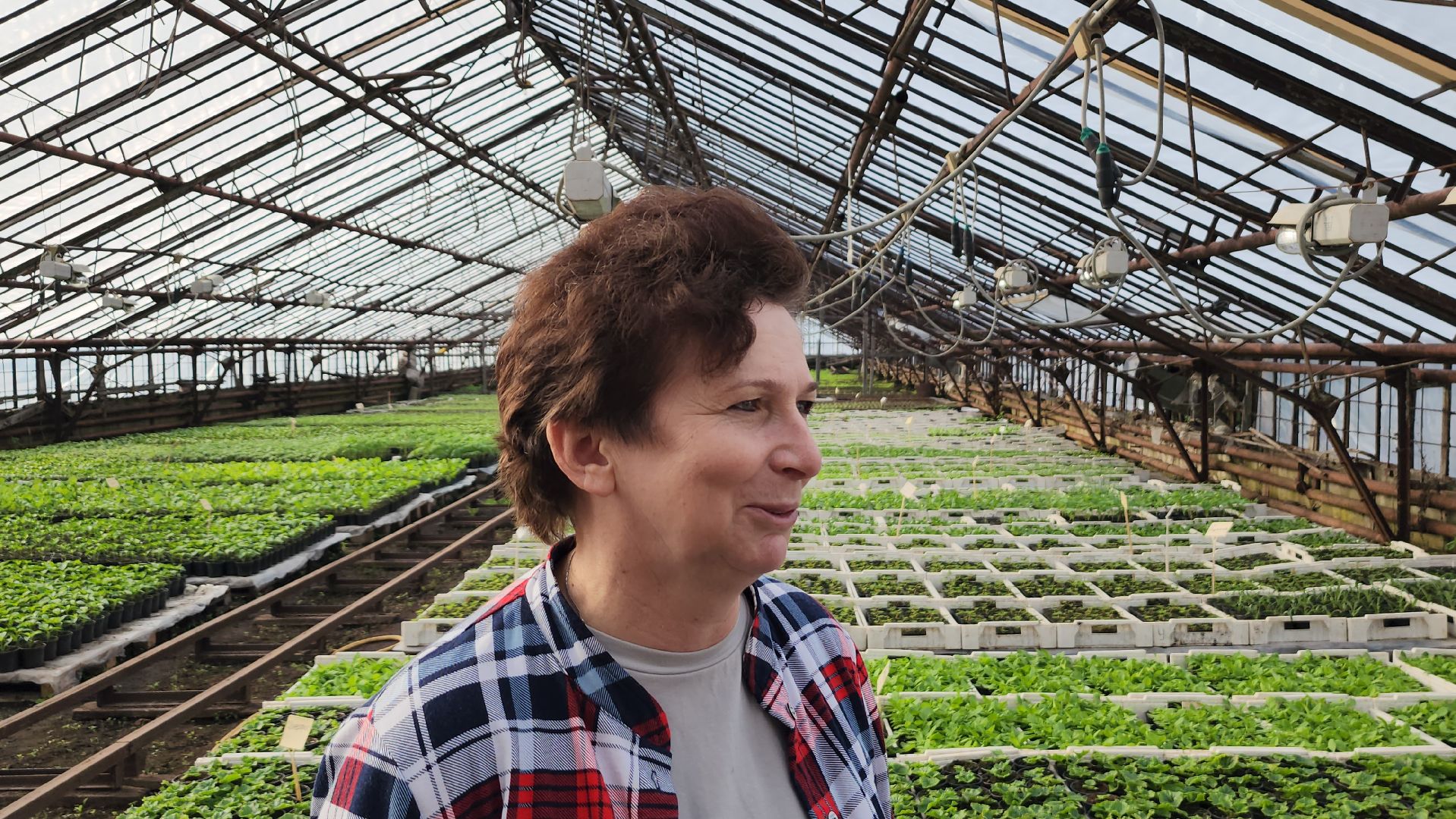 серпухов, ао дашковка, сельское хозяйство, теплицы, рассада,