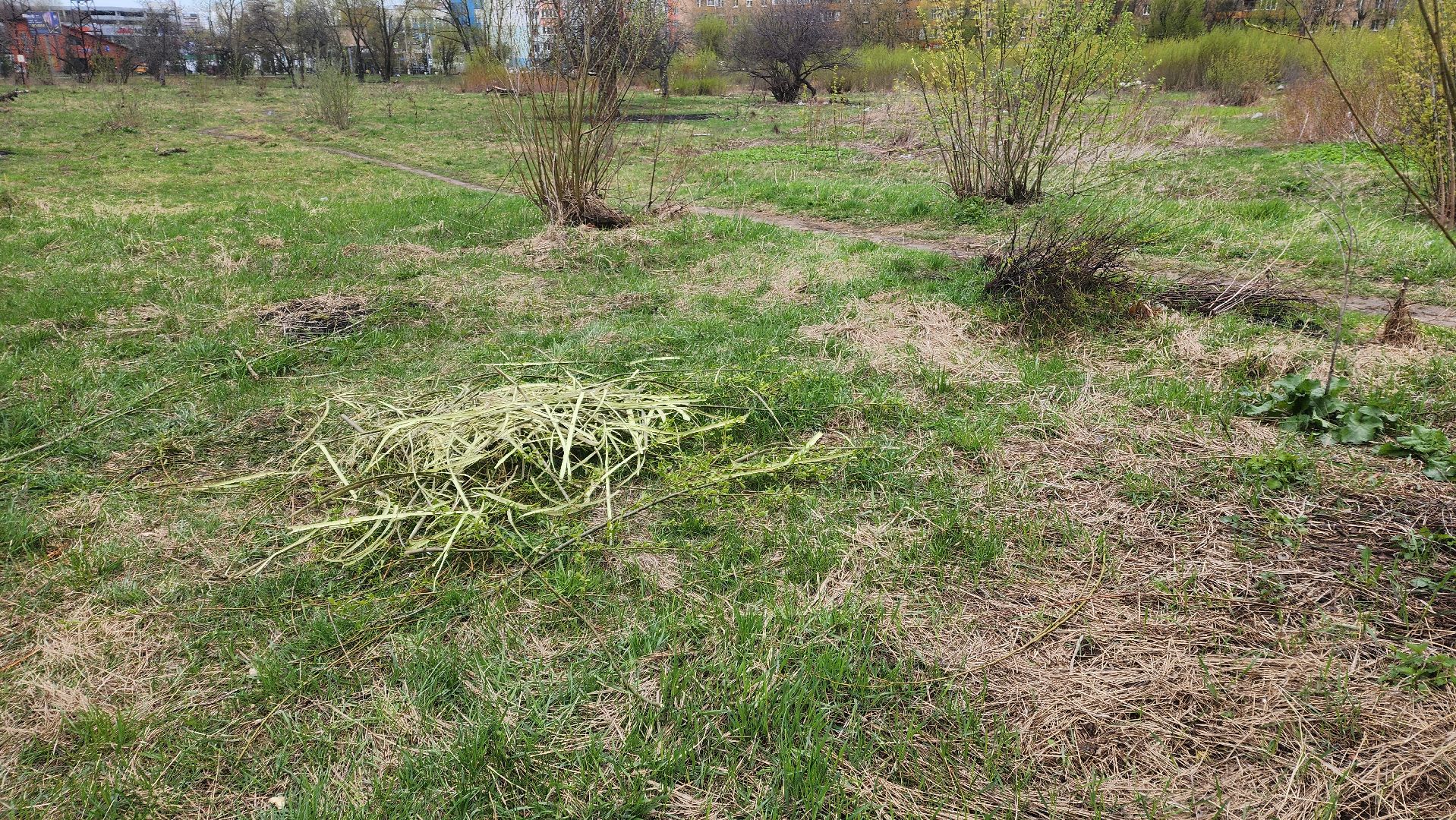 Реутов, субботник, чистый город, грабли, лопаты, листва, мусор,