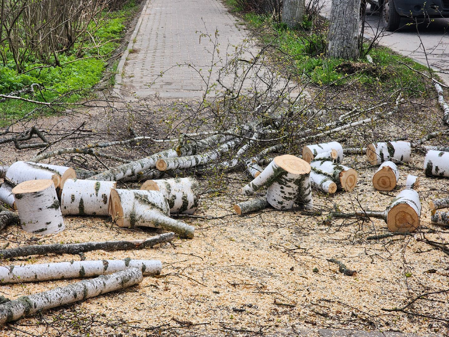 Шторм, Штормовое предупреждение, ветер, последствия стихии, последствия непогоды, руза, рузский городской округ, благоустройство,