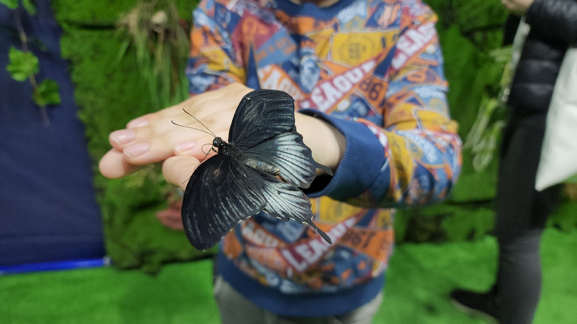 Бабочки, Выставка, лобня,