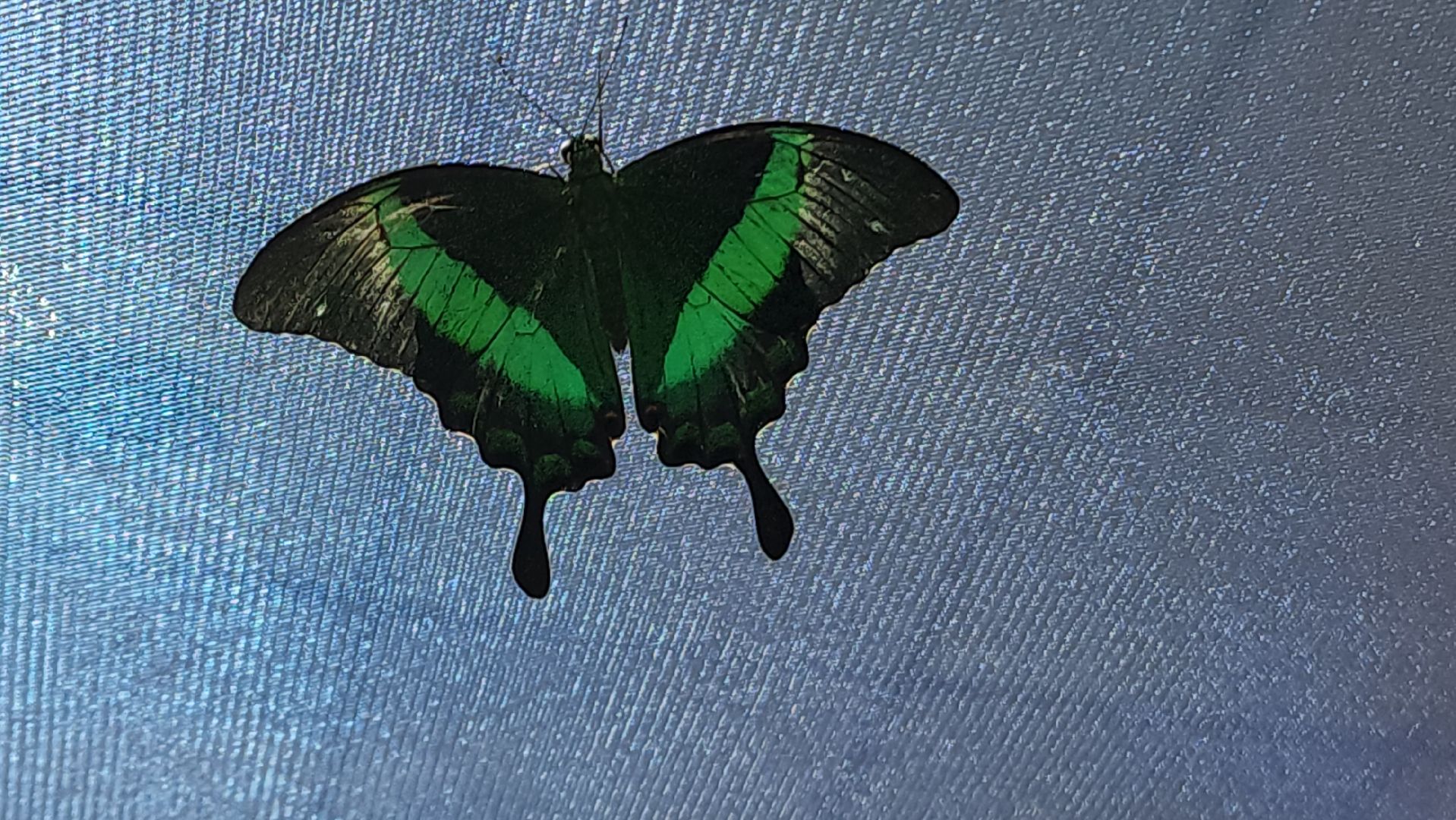 Бабочки, Выставка, лобня,