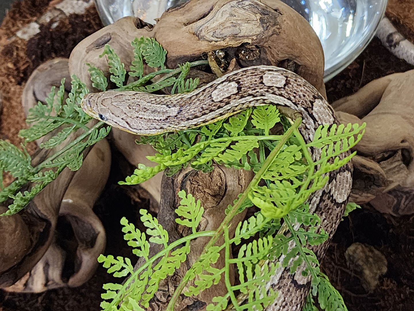 Бабочки, Выставка, лобня,