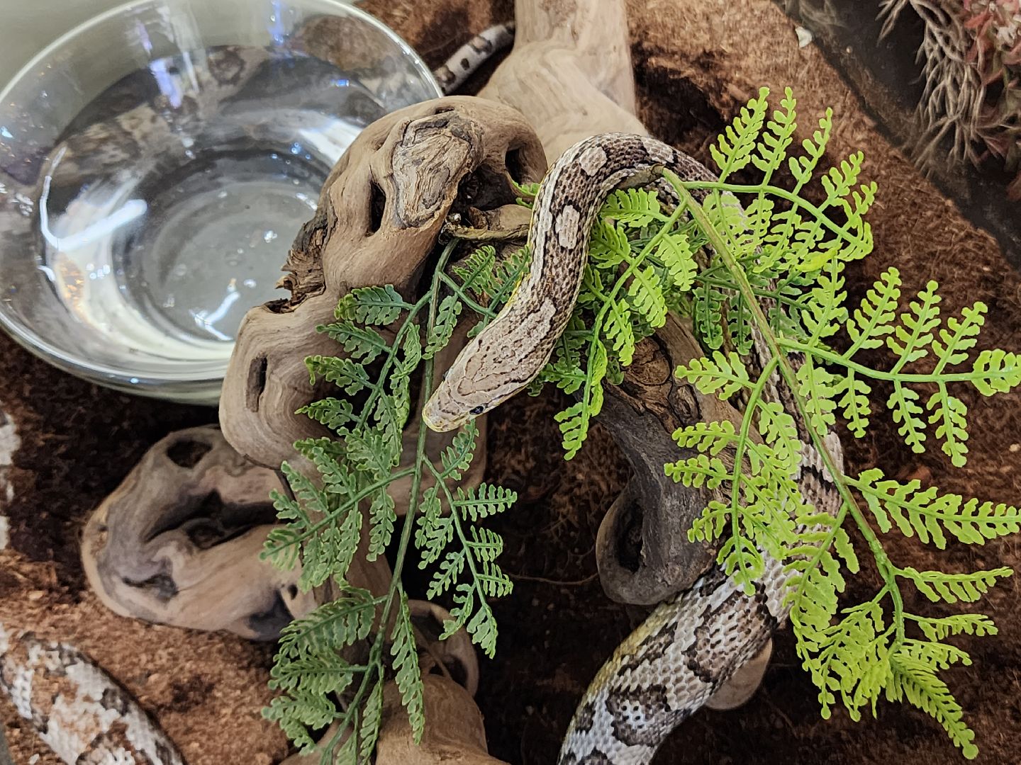 Бабочки, Выставка, лобня,