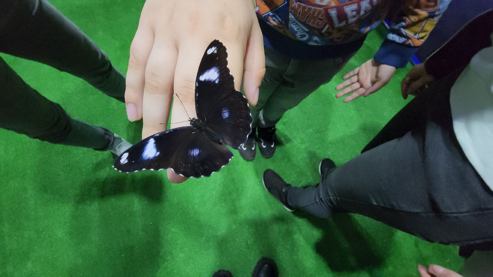 Бабочки, Выставка, лобня,