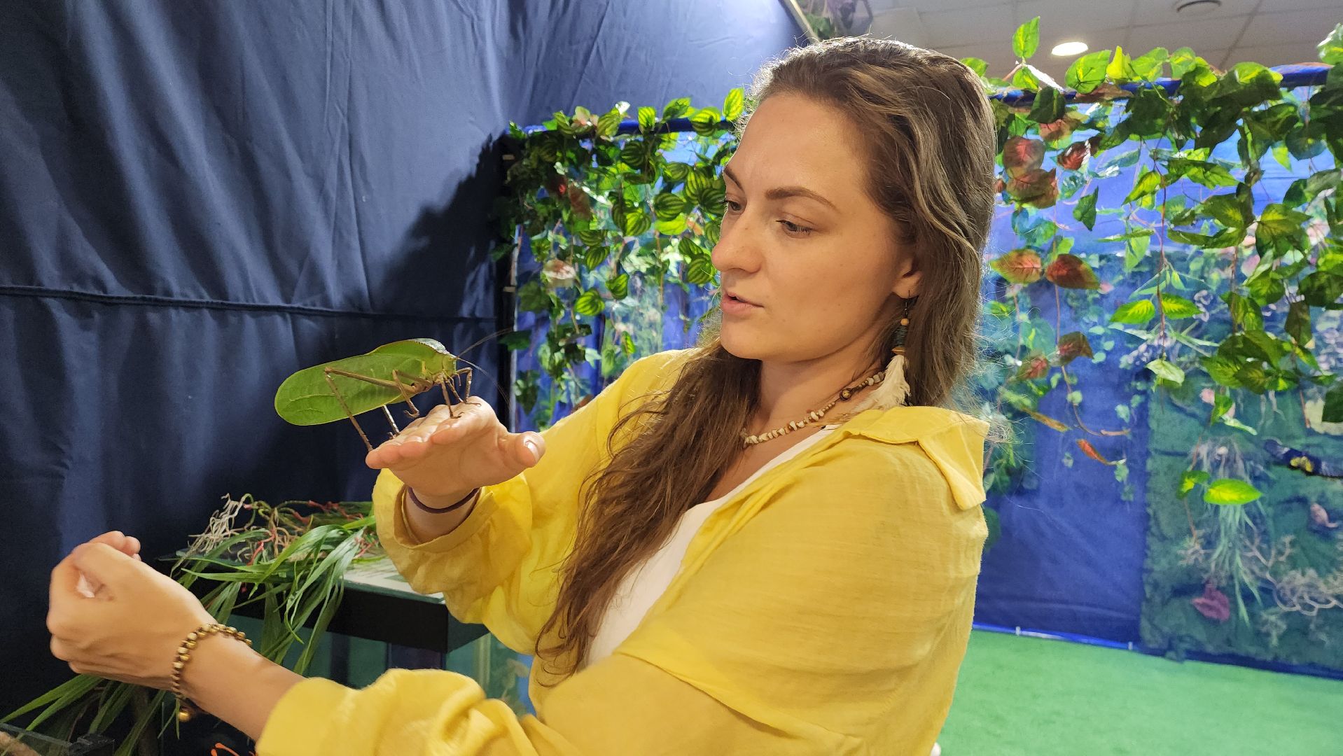 Бабочки, Выставка, лобня,