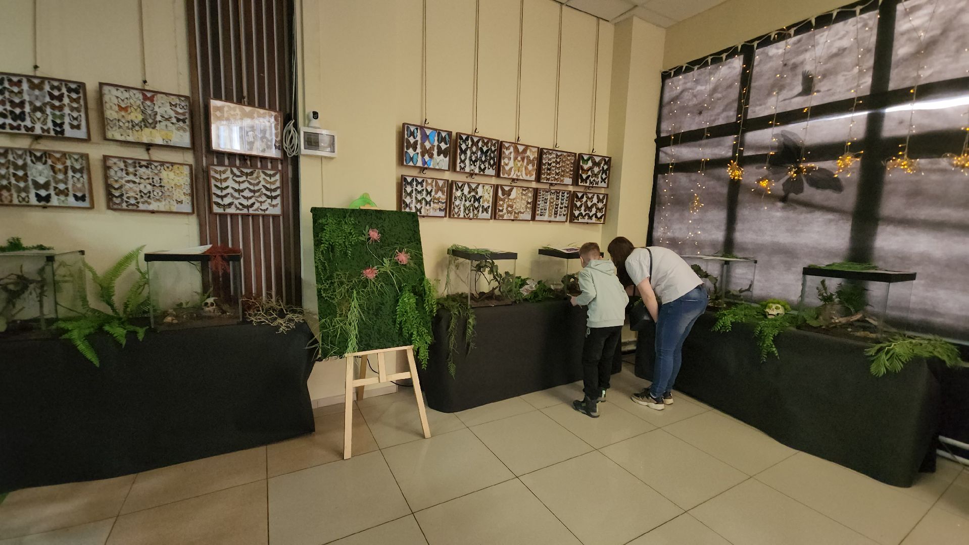 Бабочки, Выставка, лобня,