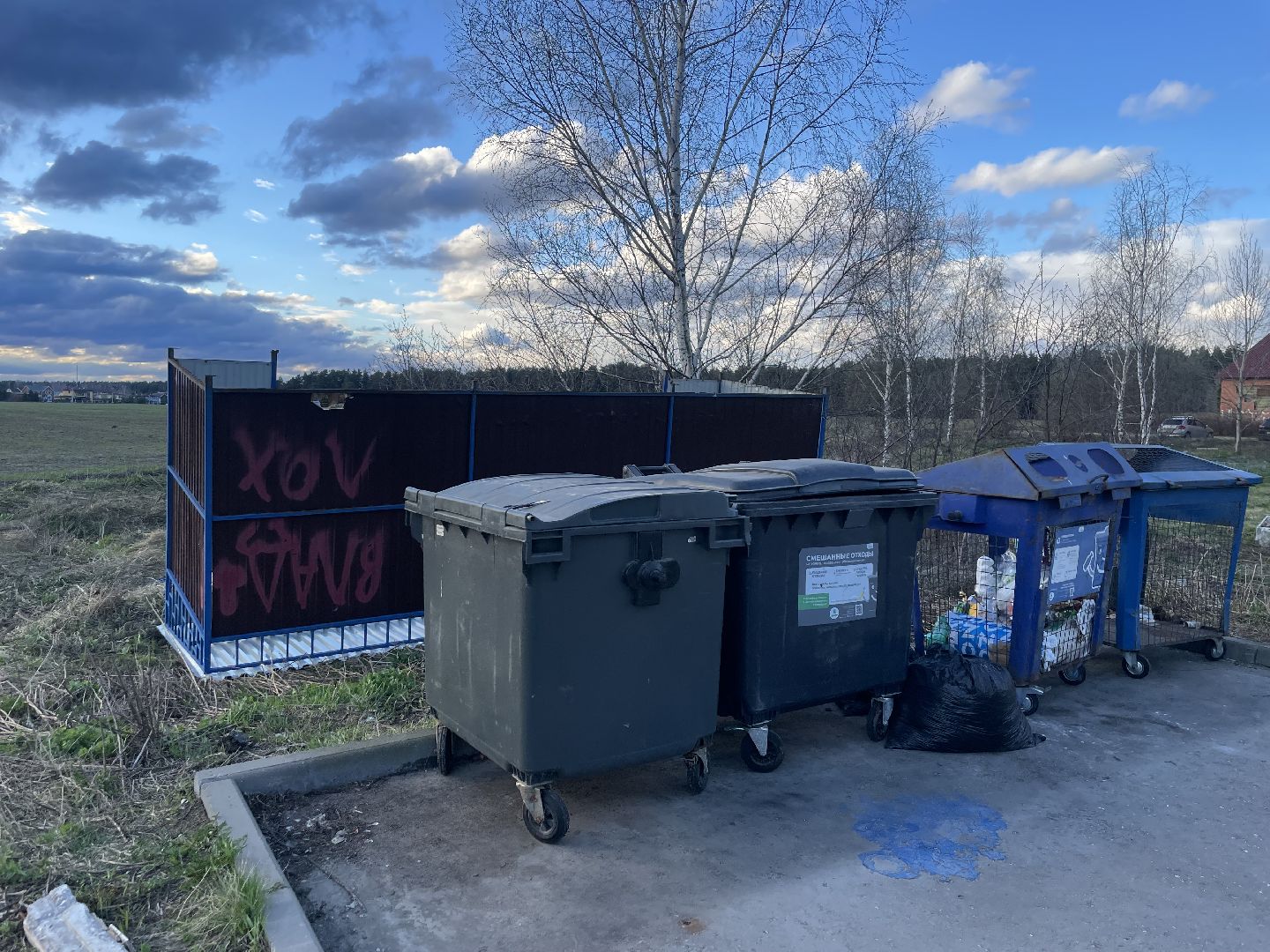 черноголовка,