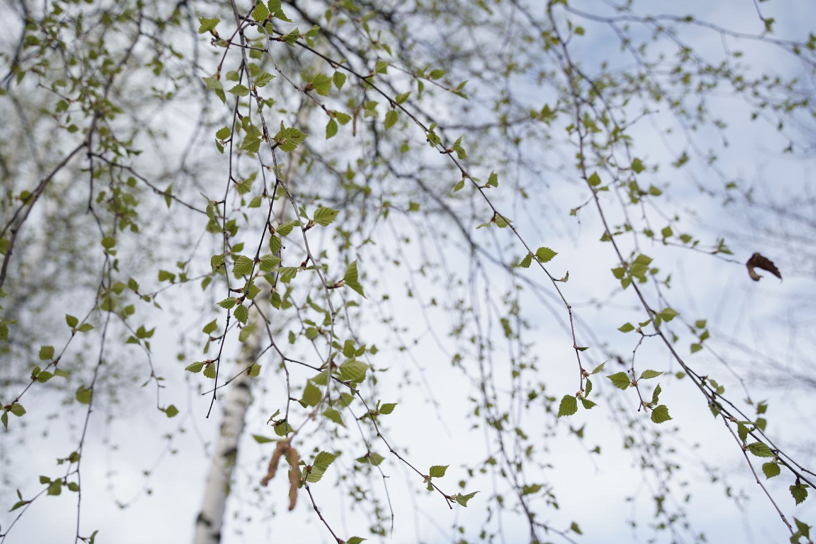 субботник, Рошаль, благоустройство, Большая Шатура,