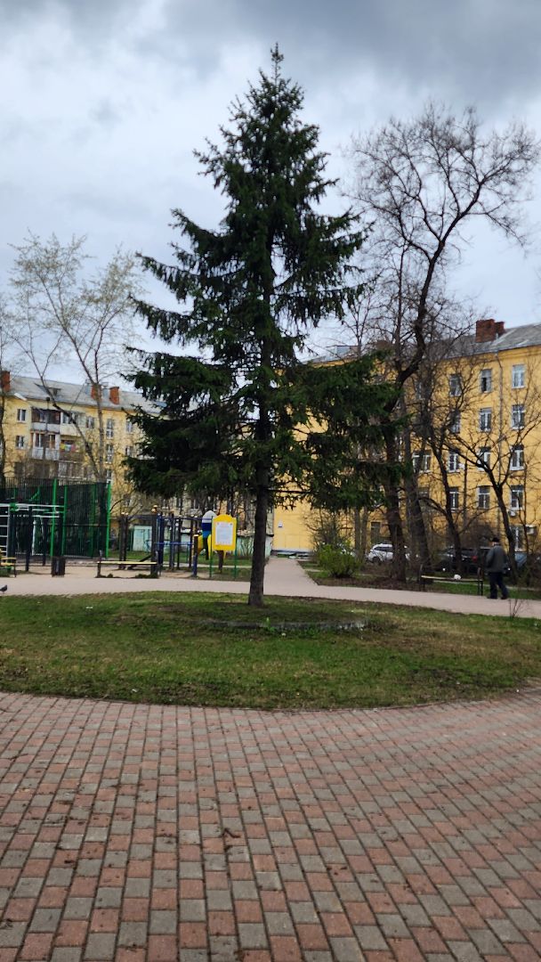 сосны, хвойные деревья, пересадка, бульвар маяковского, Город-сад, ул ломоносова, Старый город, улица Гагарина, школа 2,