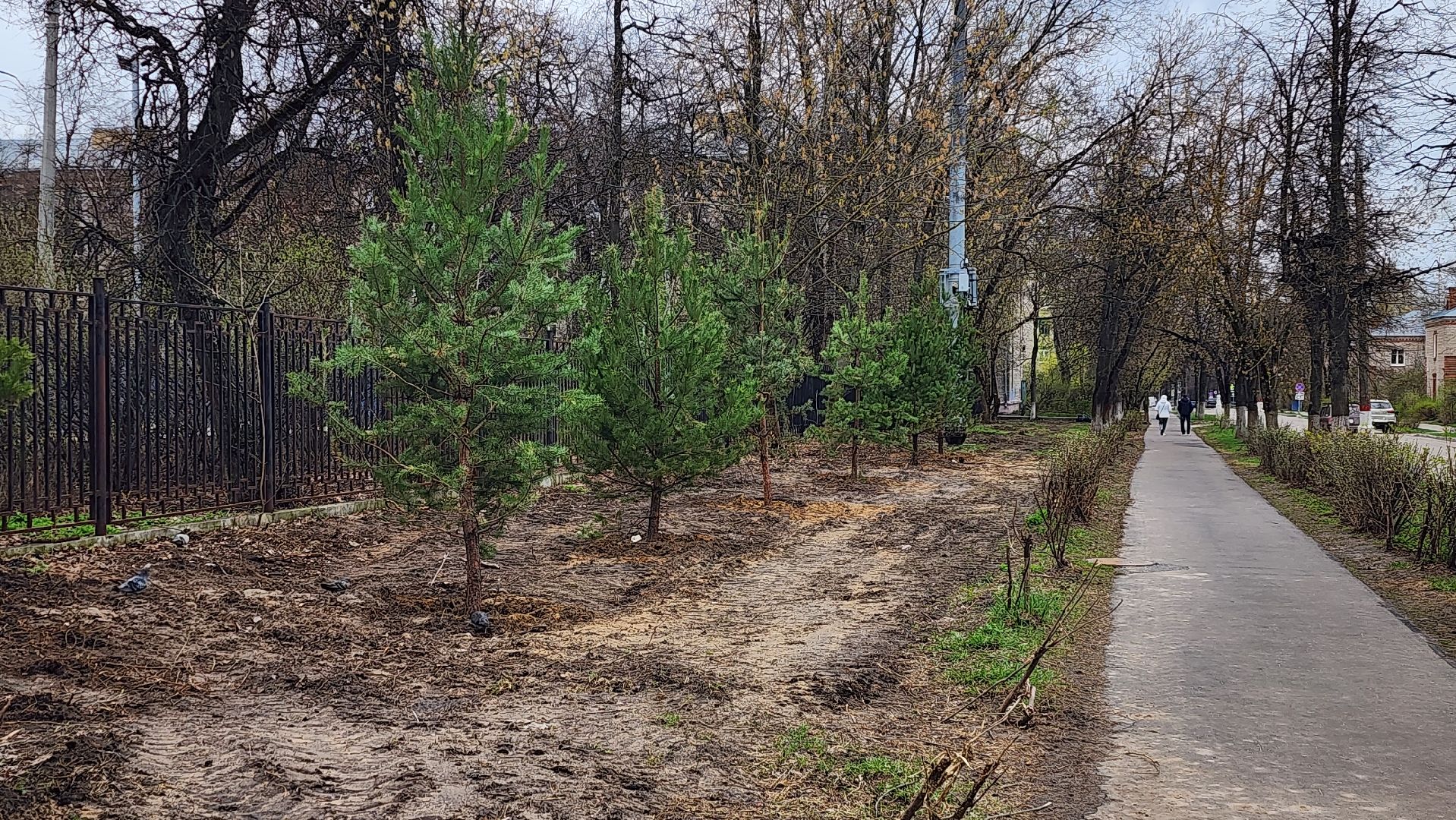 сосны, хвойные деревья, пересадка, бульвар маяковского, Город-сад, ул ломоносова, Старый город, улица Гагарина, школа 2,