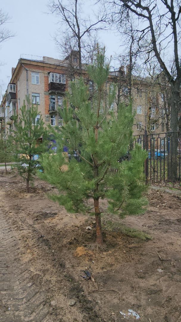 сосны, хвойные деревья, пересадка, бульвар маяковского, Город-сад, ул ломоносова, Старый город, улица Гагарина, школа 2,