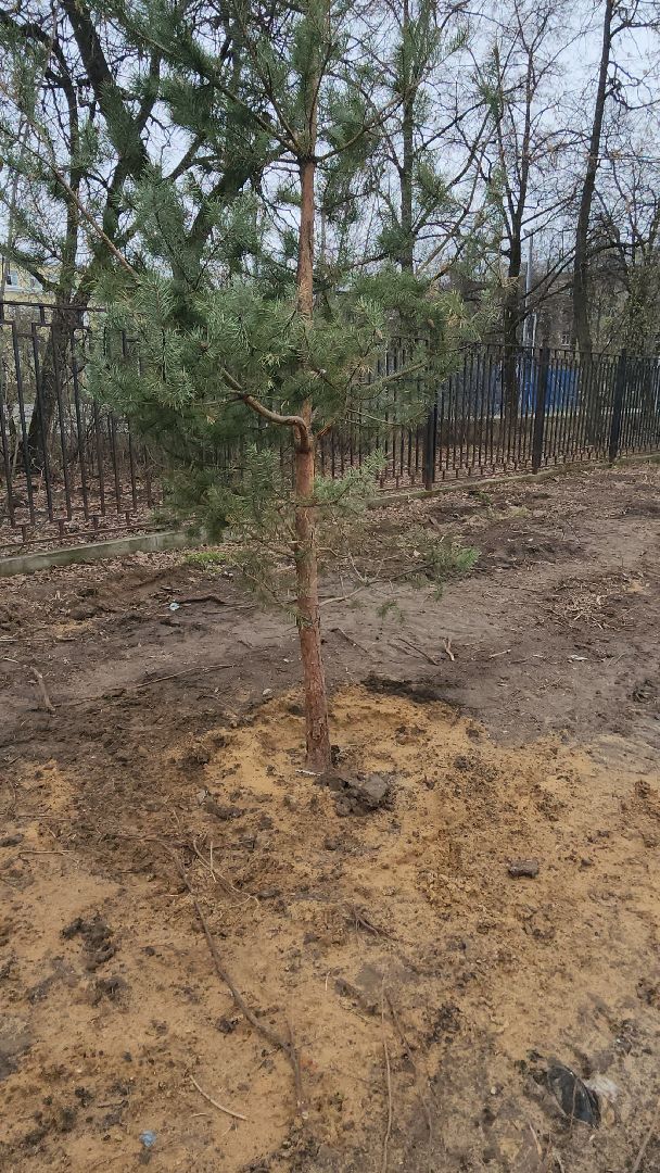 сосны, хвойные деревья, пересадка, бульвар маяковского, Город-сад, ул ломоносова, Старый город, улица Гагарина, школа 2,