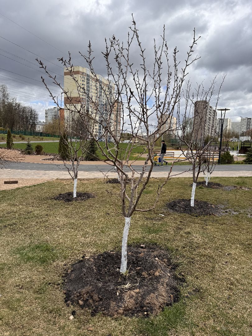 Одинцово, ЖК Союзный, благоуйстройство,