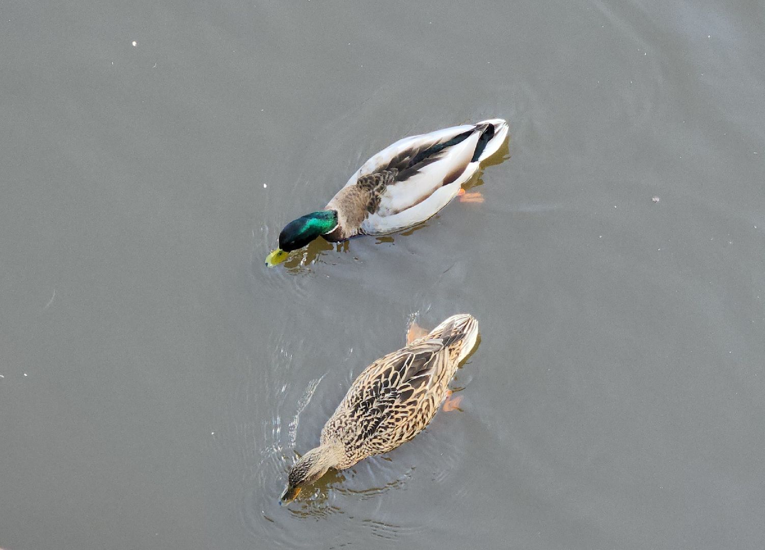 Ногинск, Набережная, Клязьма, Лавровка, Утки, Ондатры,