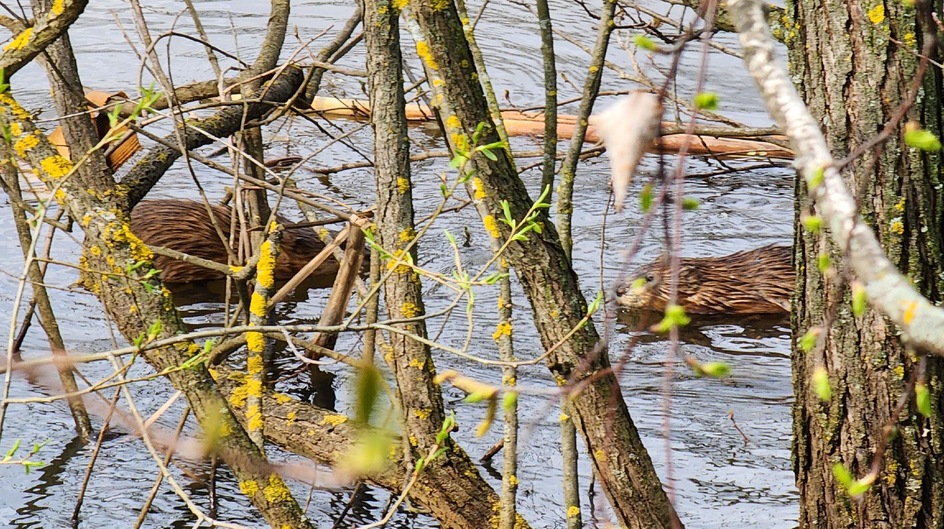 Ногинск, Набережная, Клязьма, Лавровка, Утки, Ондатры,