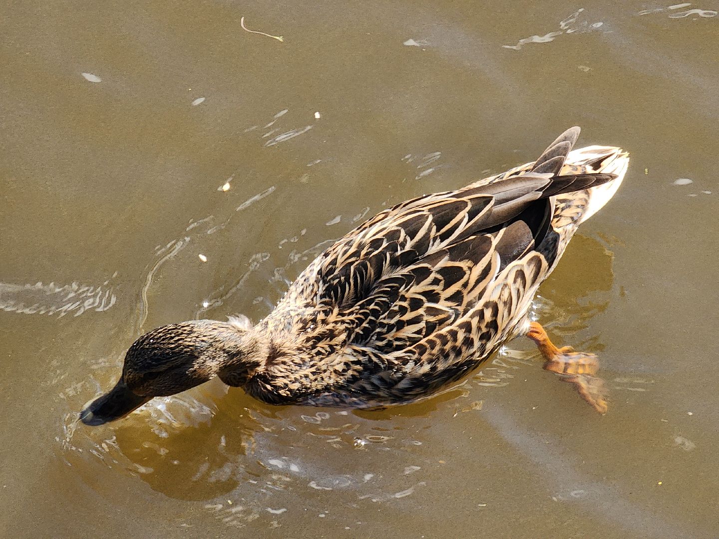 Ногинск, Набережная, Клязьма, Лавровка, Утки, Ондатры,