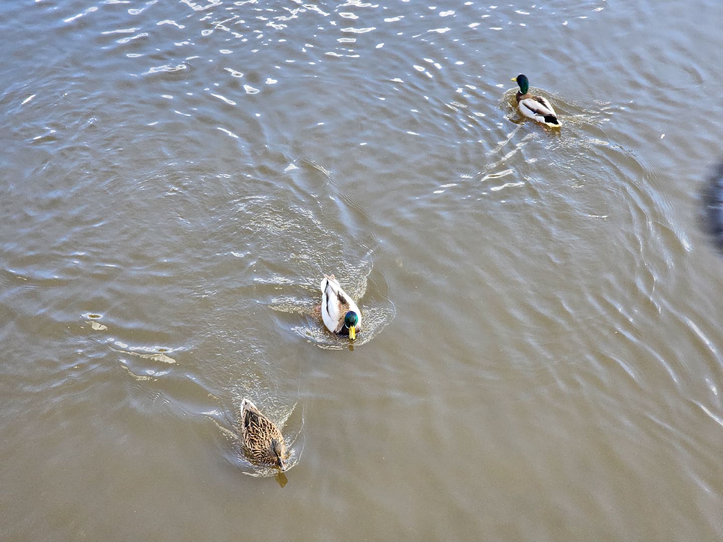 Ногинск, Набережная, Клязьма, Лавровка, Утки, Ондатры,