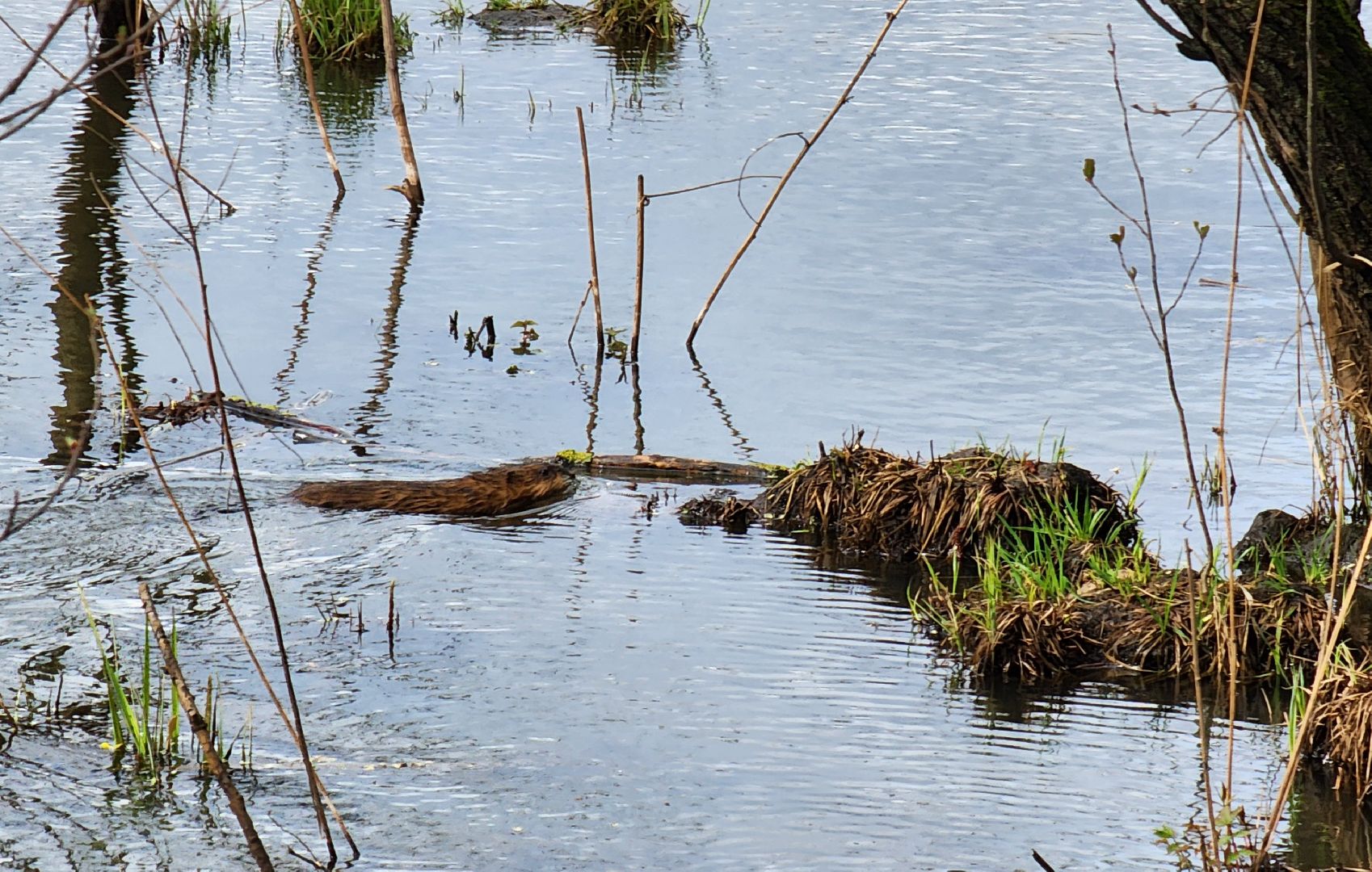 Ногинск, Набережная, Клязьма, Лавровка, Утки, Ондатры,