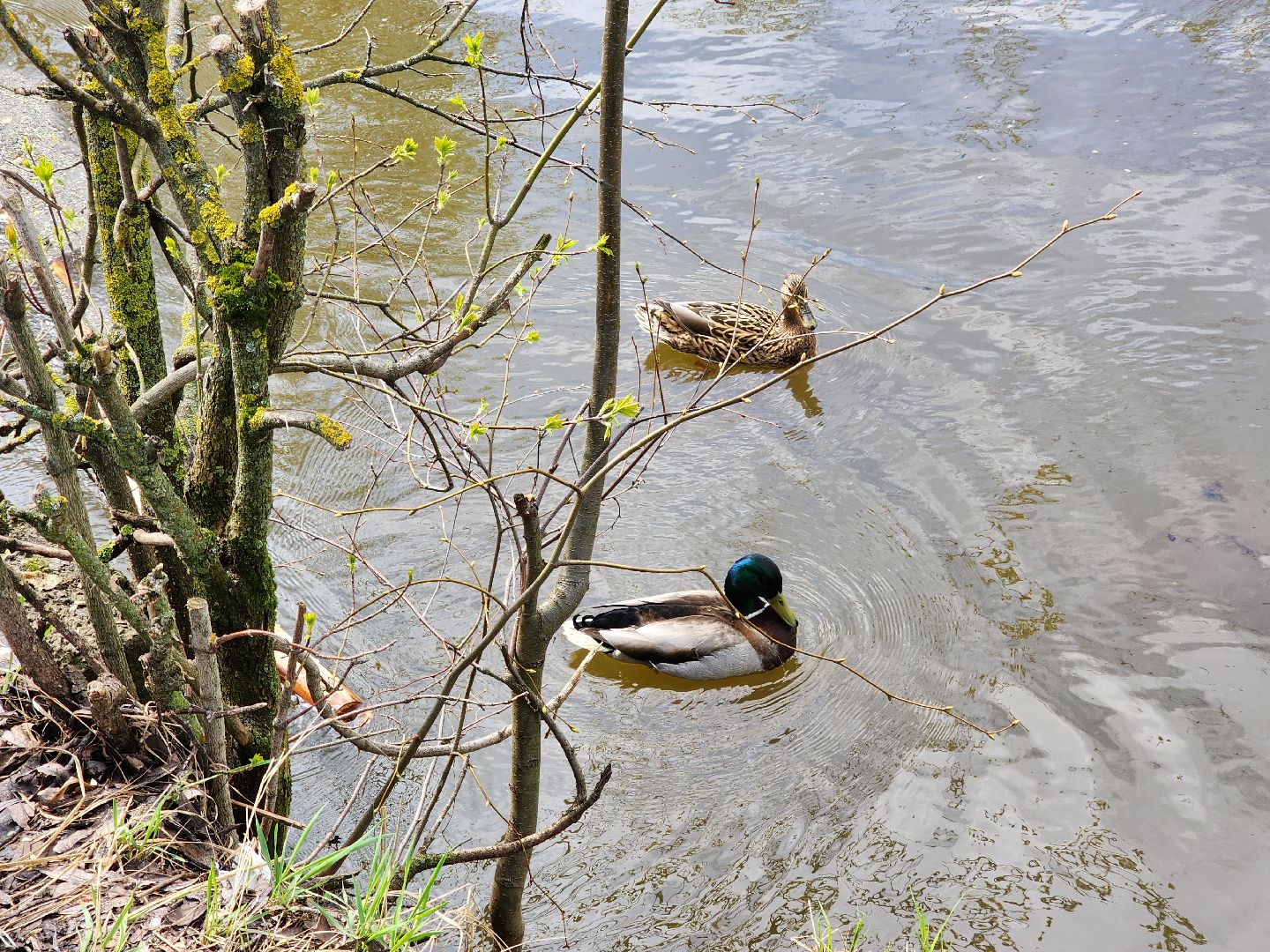 Ногинск, Набережная, Клязьма, Лавровка, Утки, Ондатры,