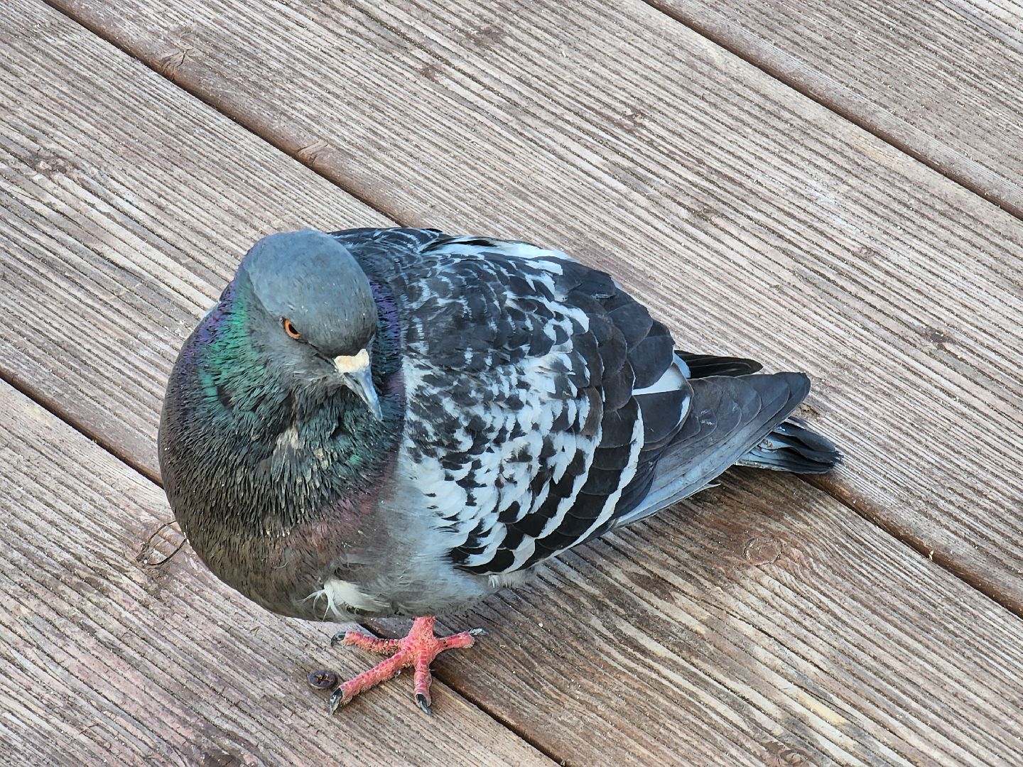 Ногинск, Набережная, Клязьма, Лавровка, Утки, Ондатры,