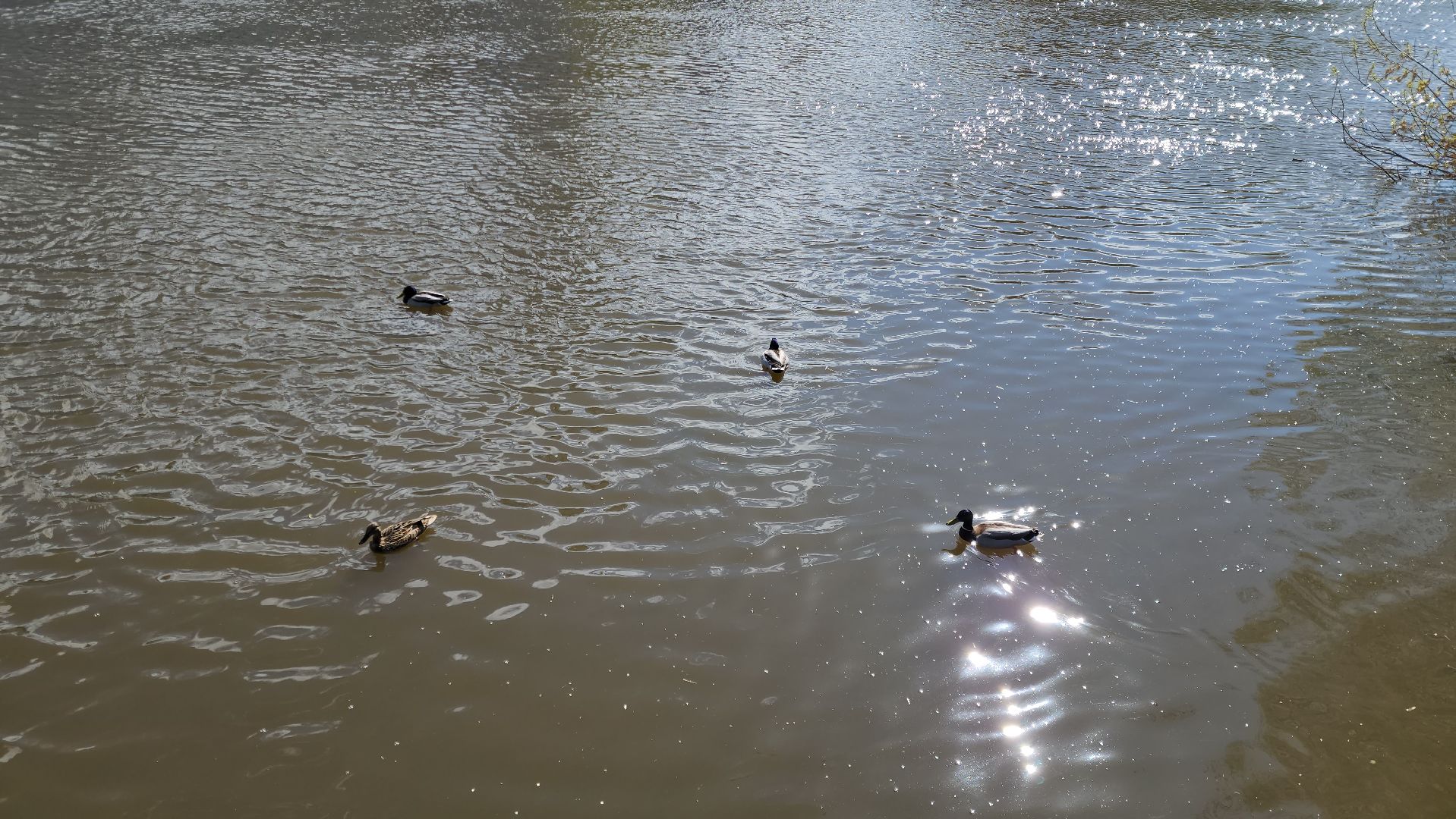 Ногинск, Набережная, Клязьма, Лавровка, Утки, Ондатры,