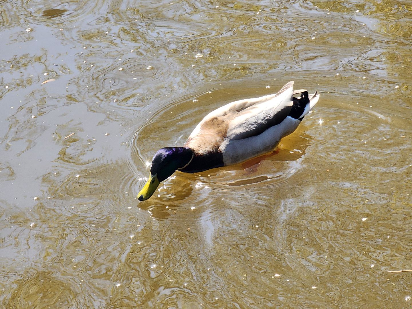Ногинск, Набережная, Клязьма, Лавровка, Утки, Ондатры,