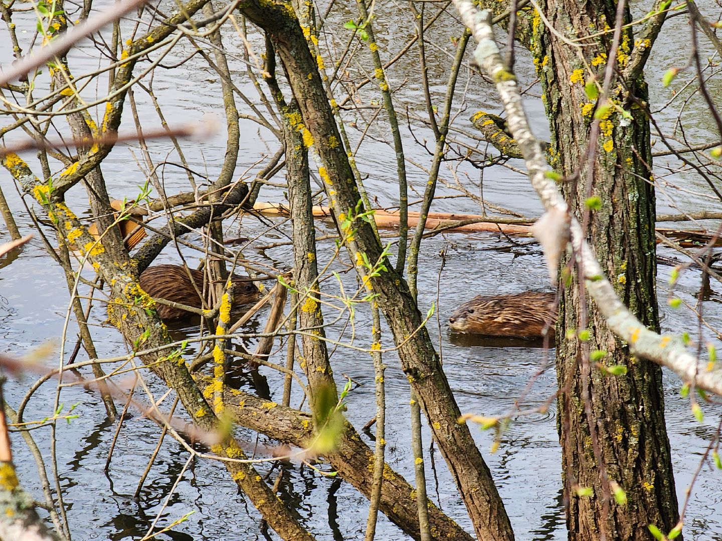 Ногинск, Набережная, Клязьма, Лавровка, Утки, Ондатры,