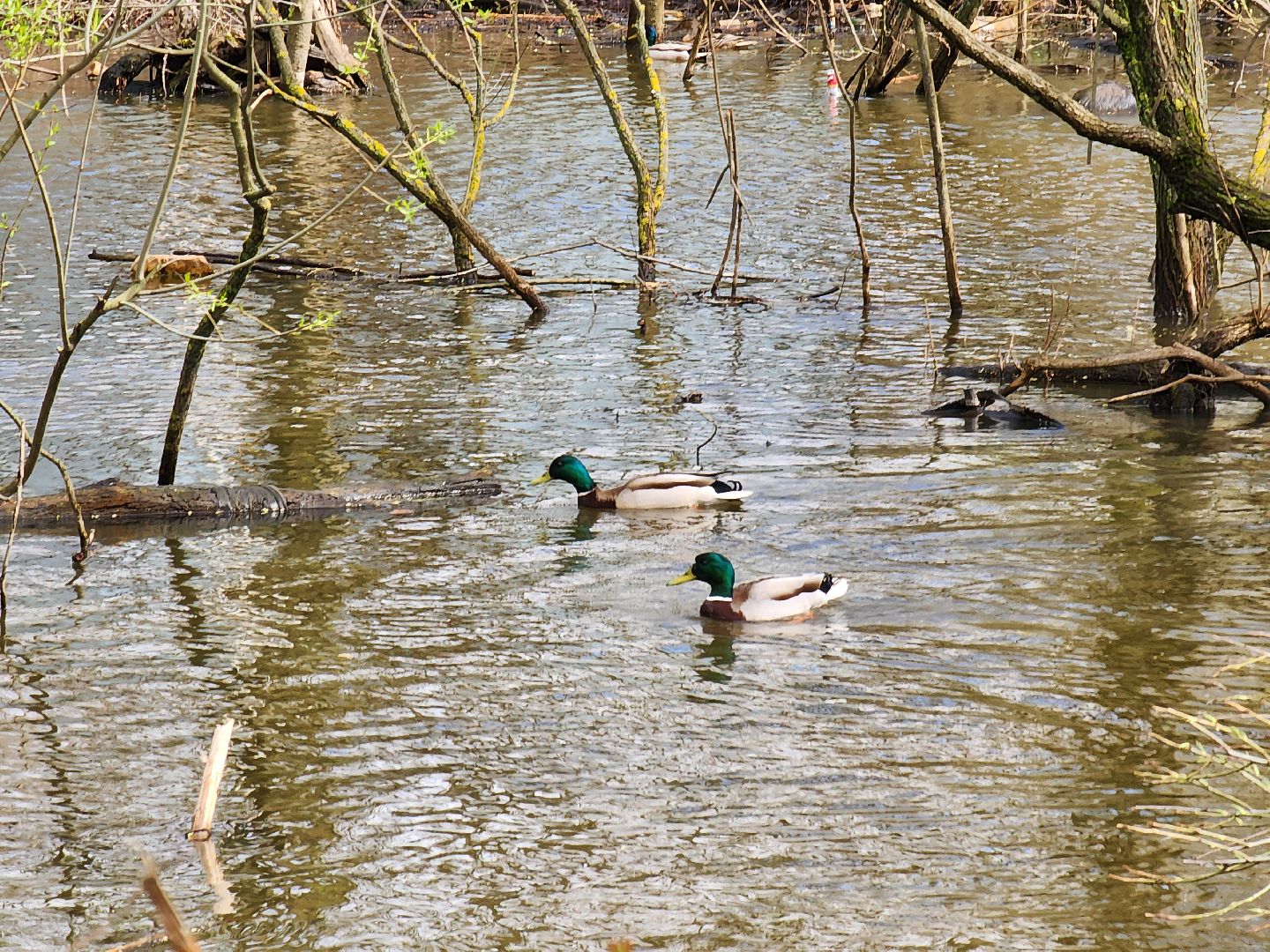 Ногинск, Набережная, Клязьма, Лавровка, Утки, Ондатры,