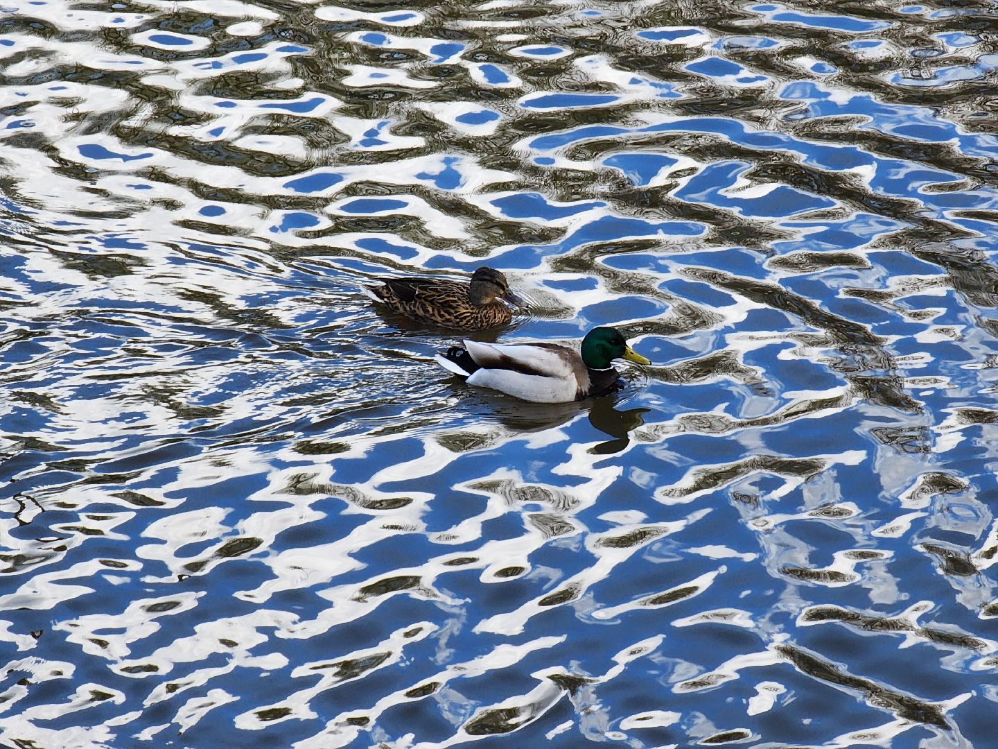 Ногинск, Набережная, Клязьма, Лавровка, Утки, Ондатры,