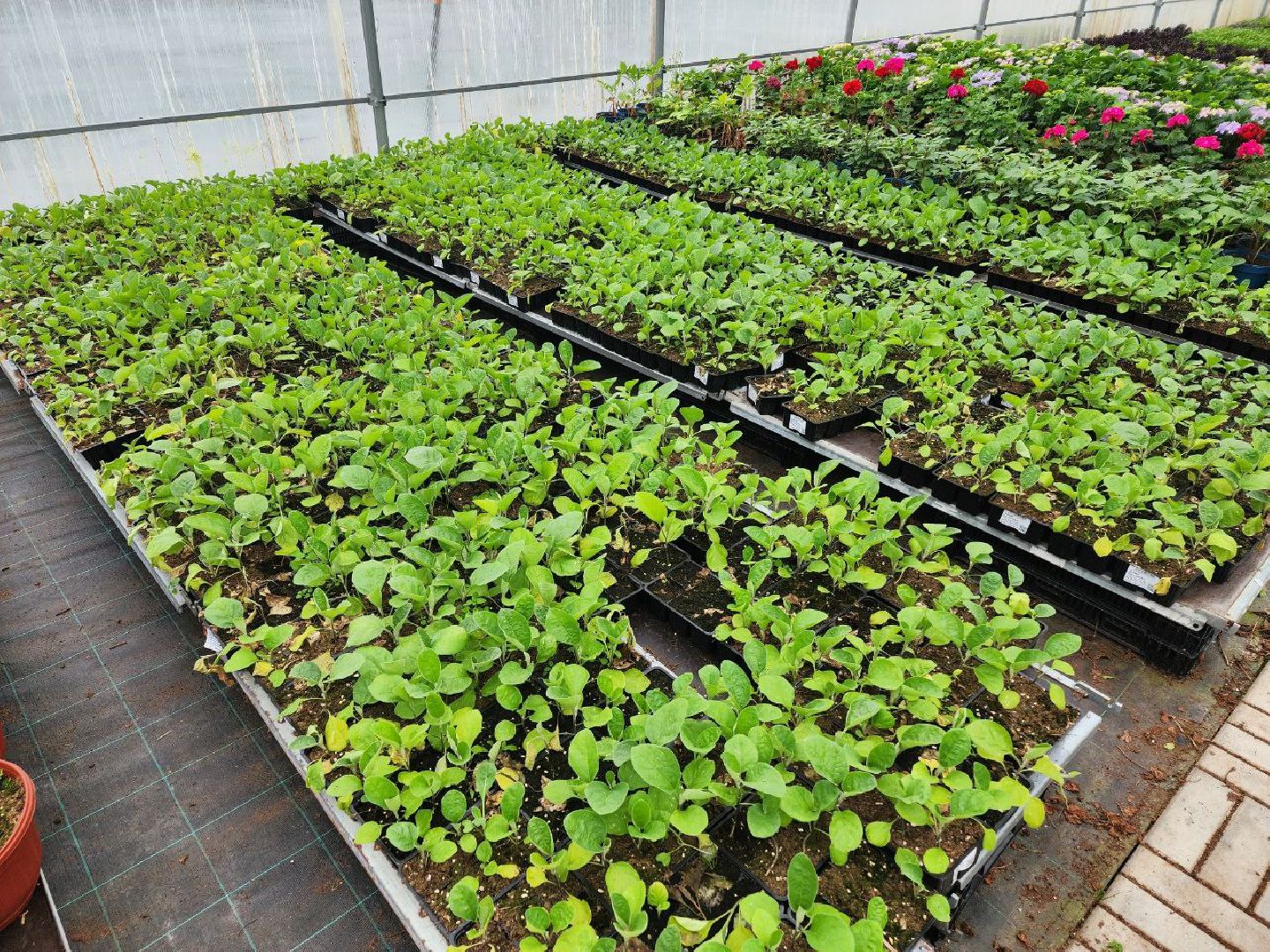 чехов, экономика, тепличный комплекс, рассада, цветы,