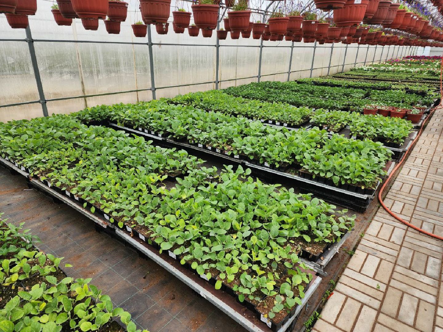 чехов, экономика, тепличный комплекс, рассада, цветы,