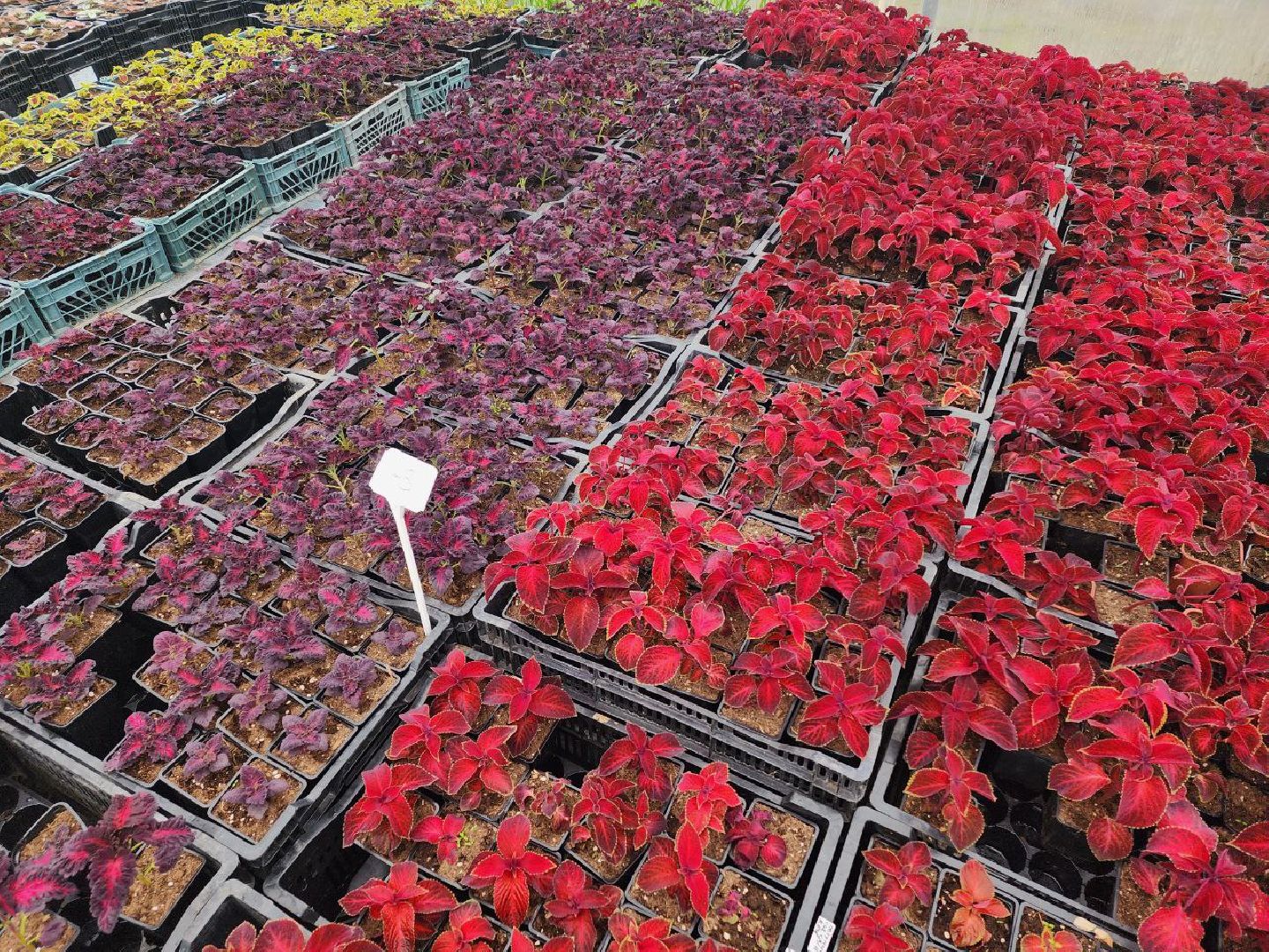 чехов, экономика, тепличный комплекс, рассада, цветы,