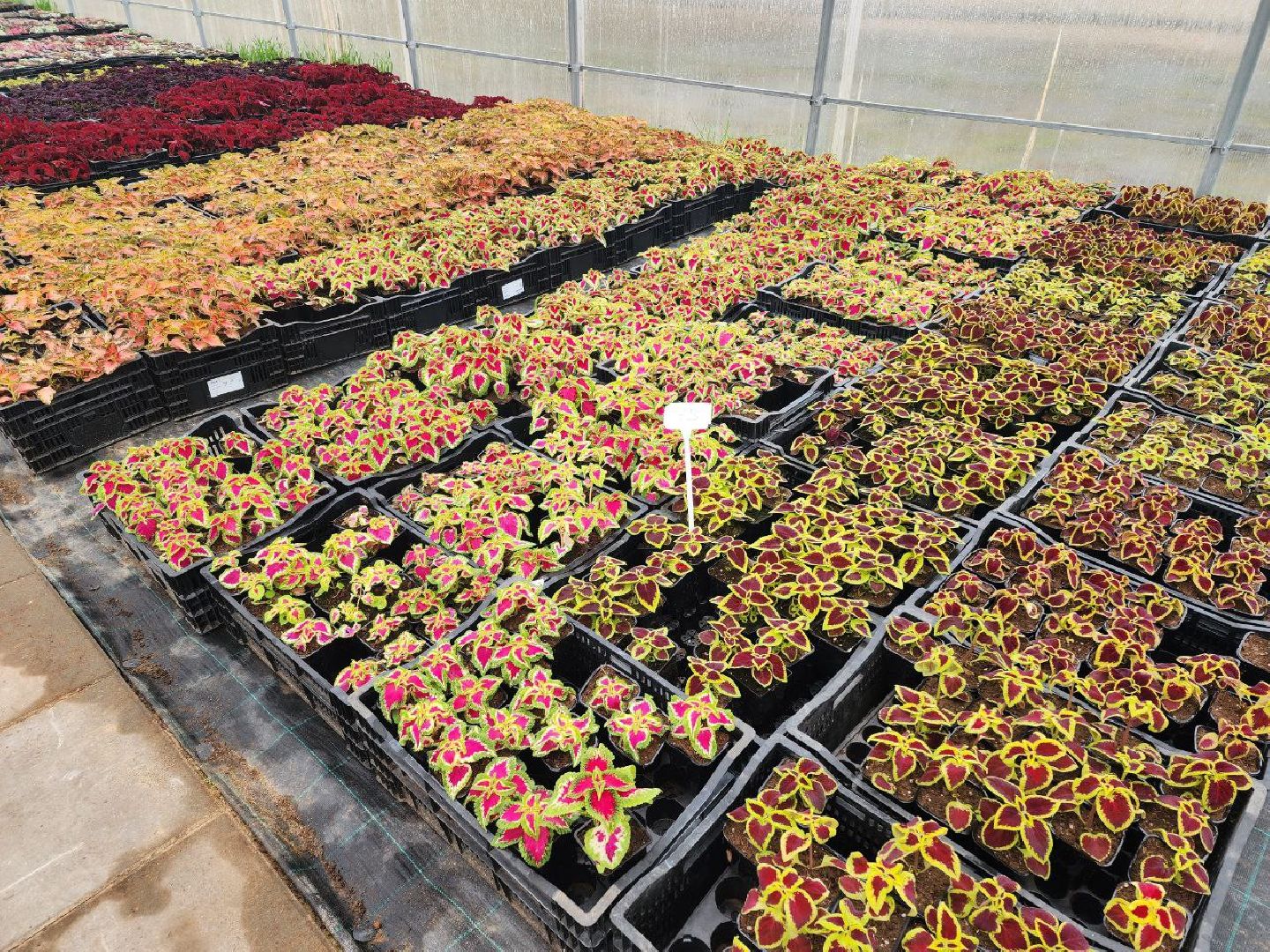 чехов, экономика, тепличный комплекс, рассада, цветы,