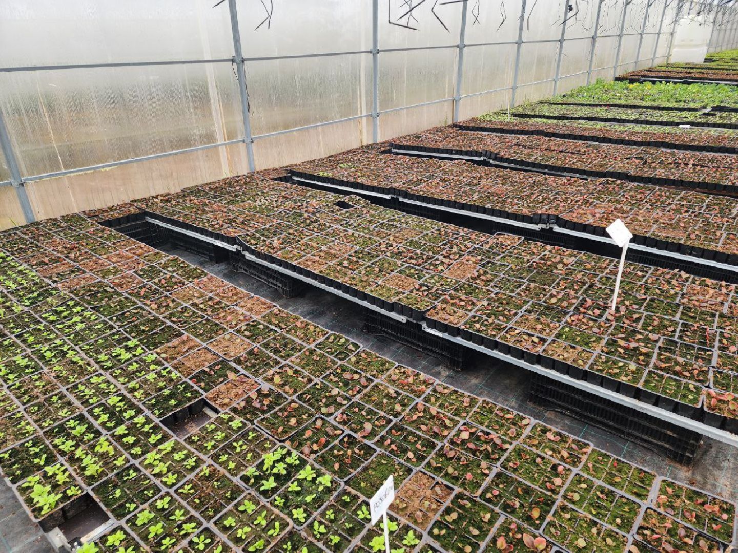 чехов, экономика, тепличный комплекс, рассада, цветы,