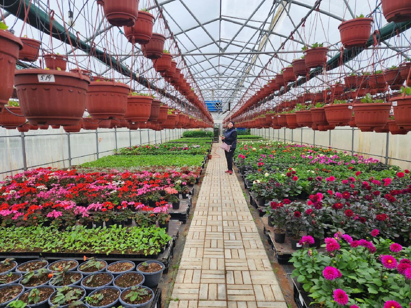 чехов, экономика, тепличный комплекс, рассада, цветы,