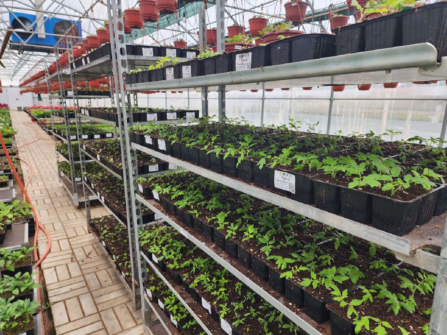 чехов, экономика, тепличный комплекс, рассада, цветы,